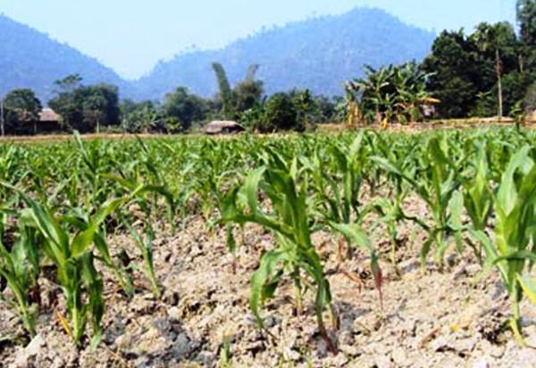Đà Nẵng: Phòng chống khô hạn, xâm nhập mặn trong sản xuất nông nghiệp
